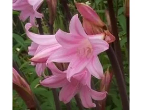 amaryllis belladonna
