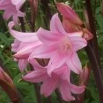 amaryllis belladonna 