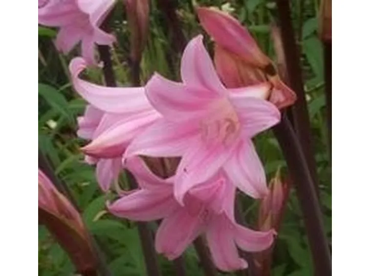 amaryllis belladonna