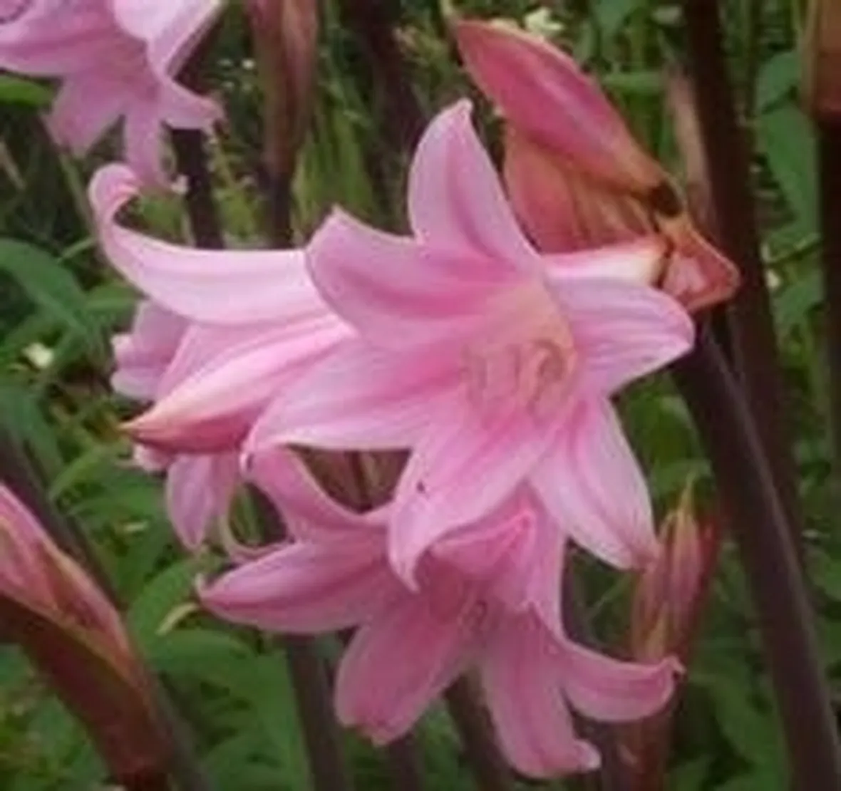 amaryllis belladonna