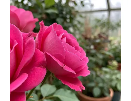 Roselline