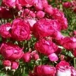 Roselline