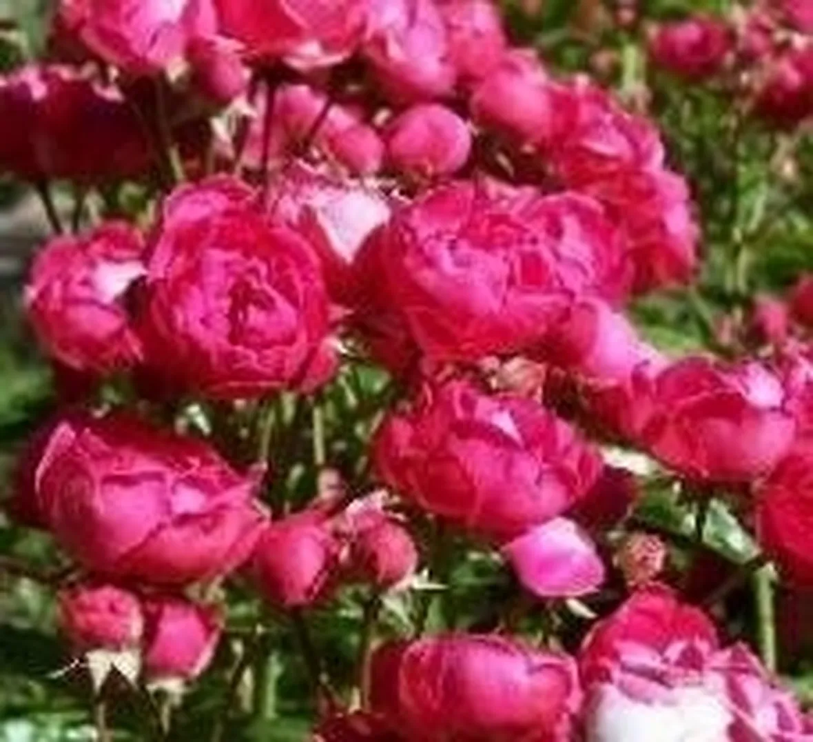 Roselline