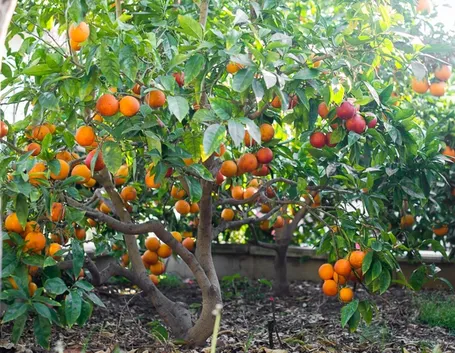 Arancio