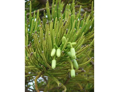 aracauria