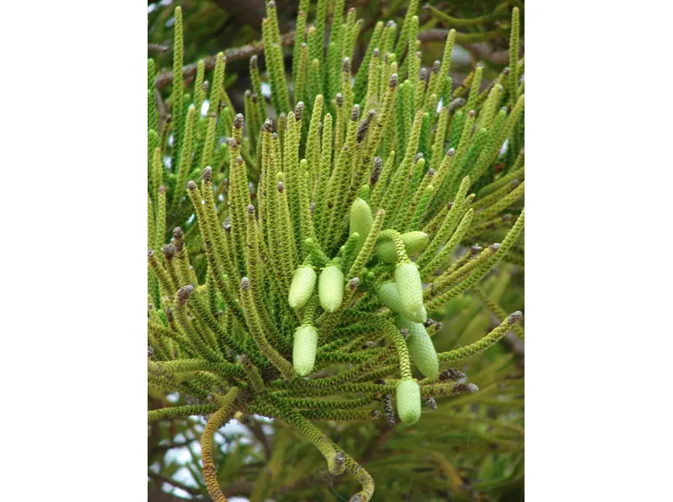 aracauria