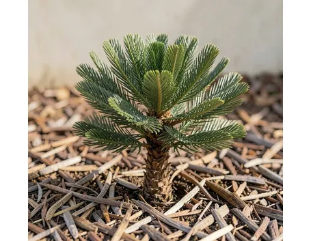 Araucaria
