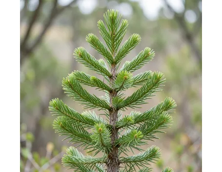 araucaria