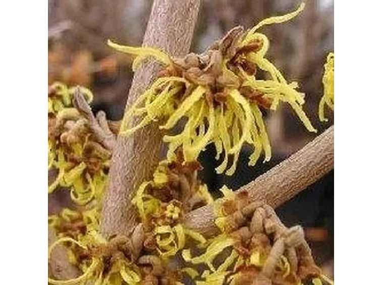 Fiori di hamamelis