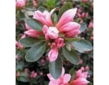 Azalea da giardino