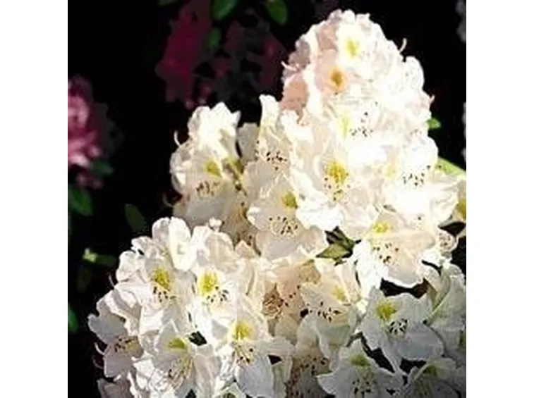 azalea