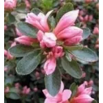 Azalea 