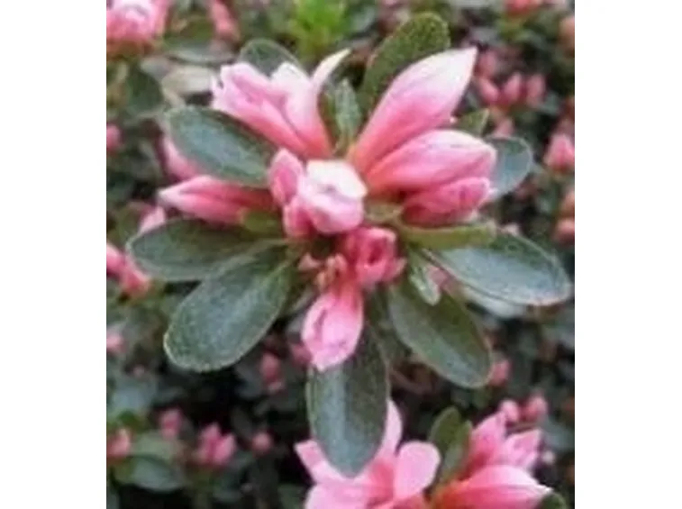 Azalea 
