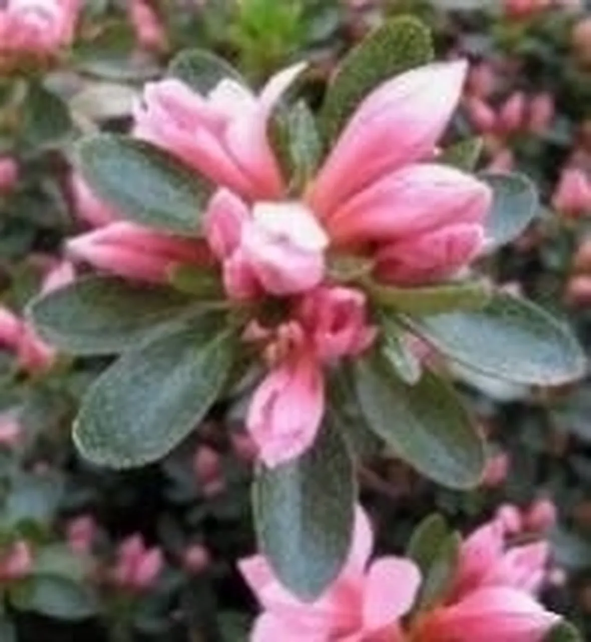 Azalea 