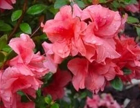 Azalea