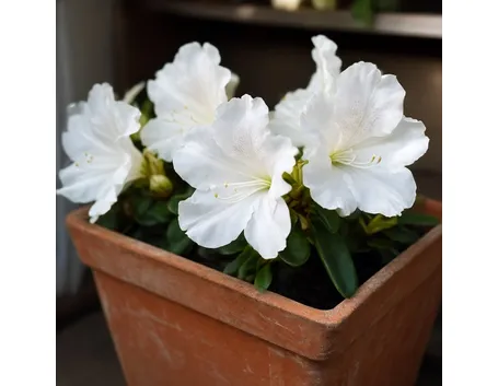 Azalea in fiore