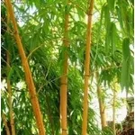 bambù