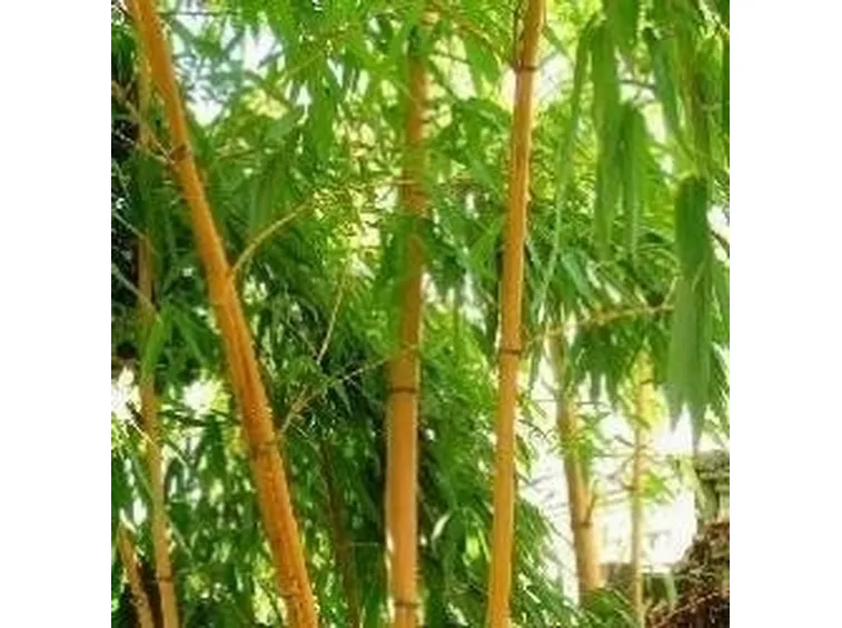 bambù