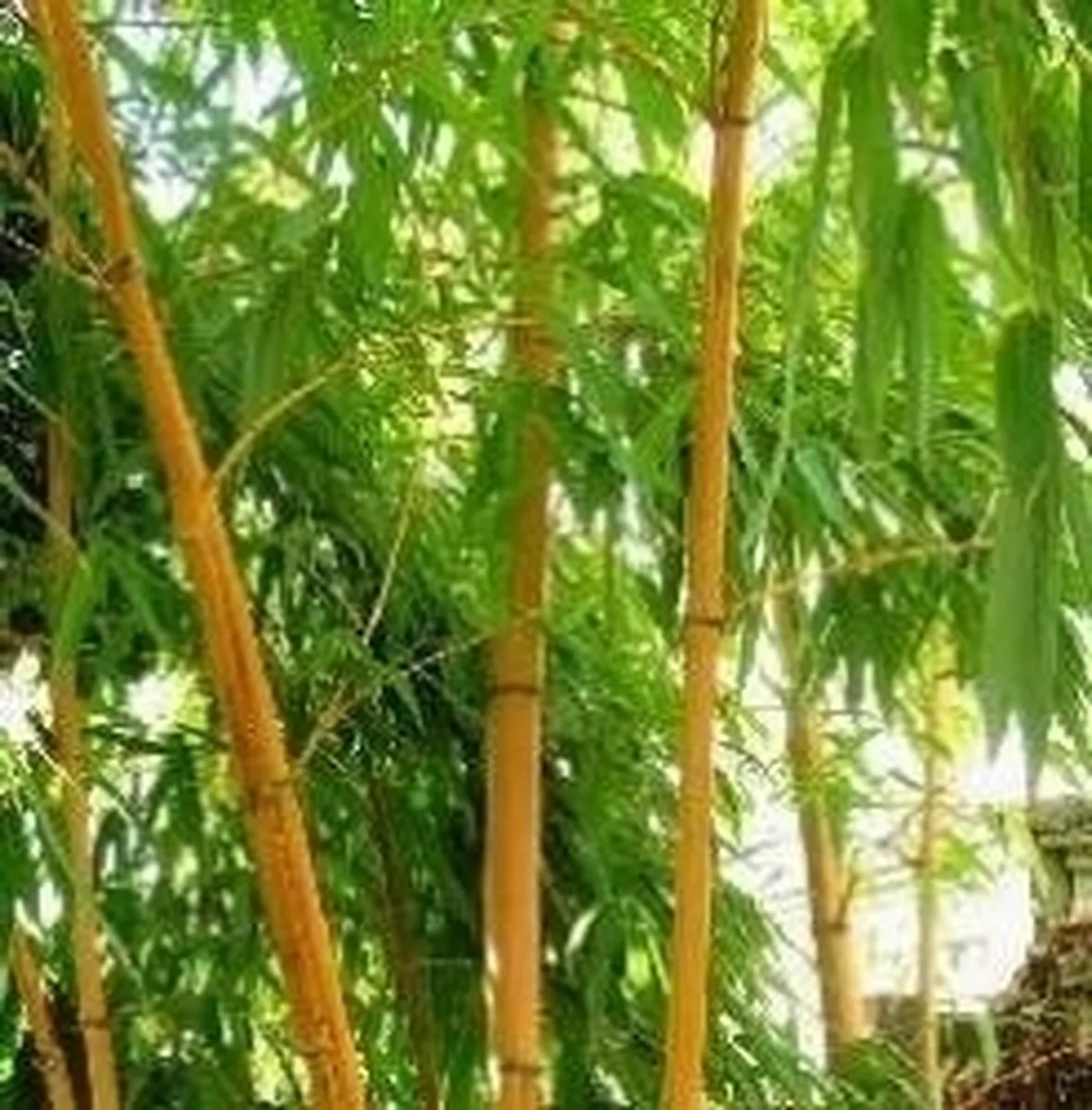 bambù