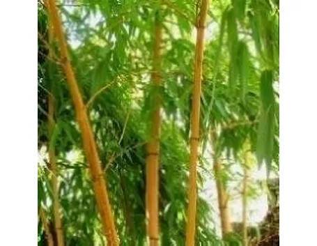 bambu a fusto giallo