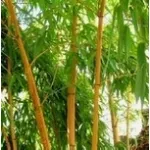 bambu a fusto giallo