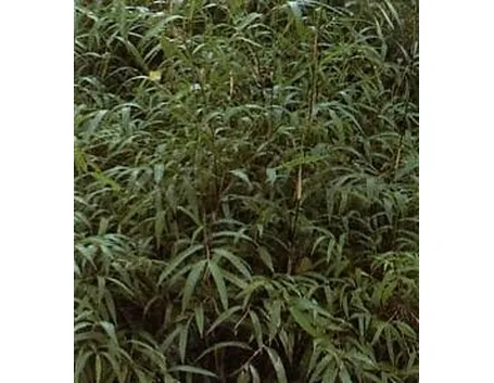 Bambu