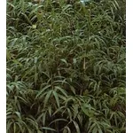 Bambu