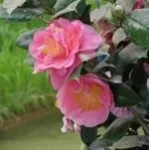 camelia rosa