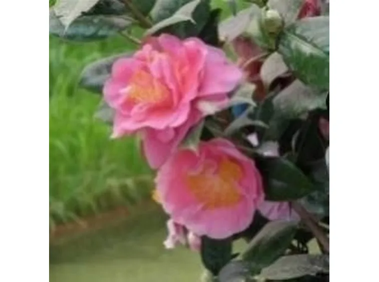 camelia rosa