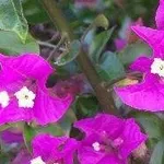 bouganvillea 