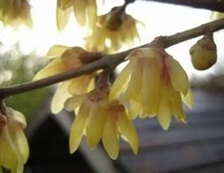 Calicanto, fiori