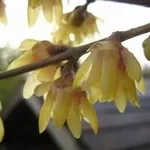 Calicanto, fiori