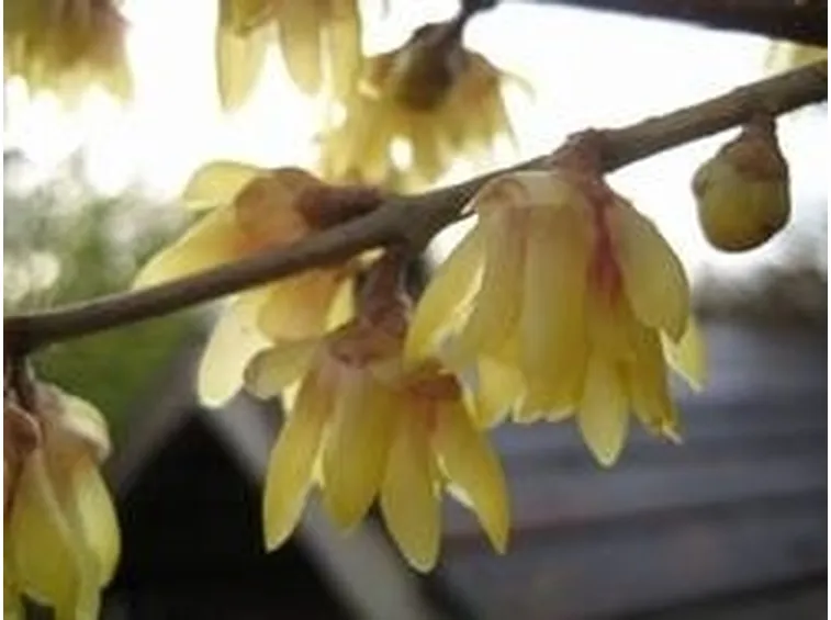 Calicanto, fiori