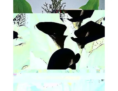 zanthedeschia aetiopica