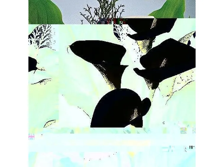 zanthedeschia aetiopica