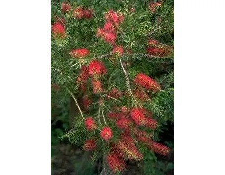 callistemon