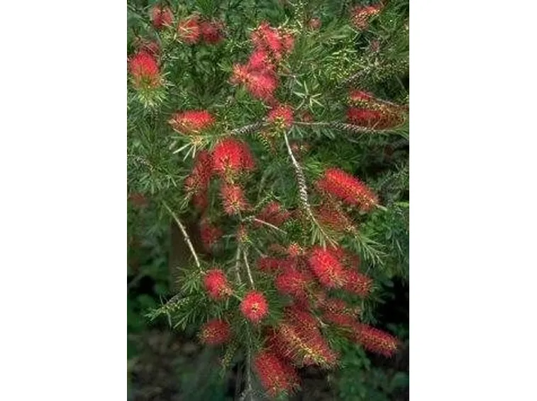 callistemon