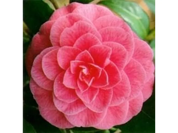 Camelia rosa