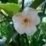 camelia 