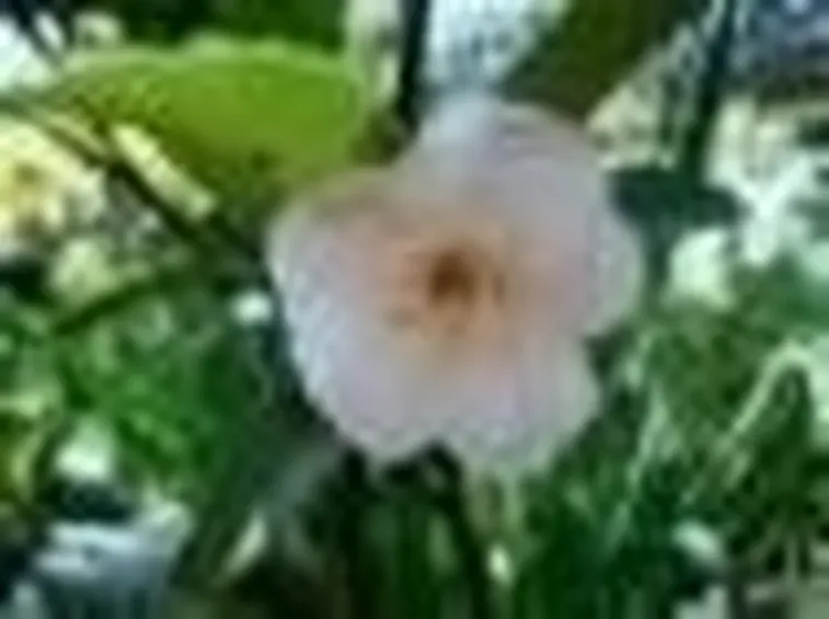 camelia