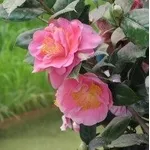 Camelia