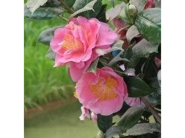 Camelia