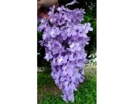 Fiori di jacaranda