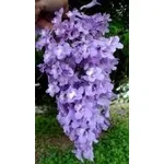 Fiori di jacaranda