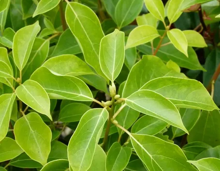 foglie di canfora