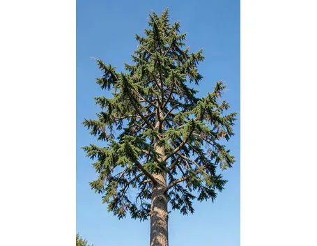 cedro libano