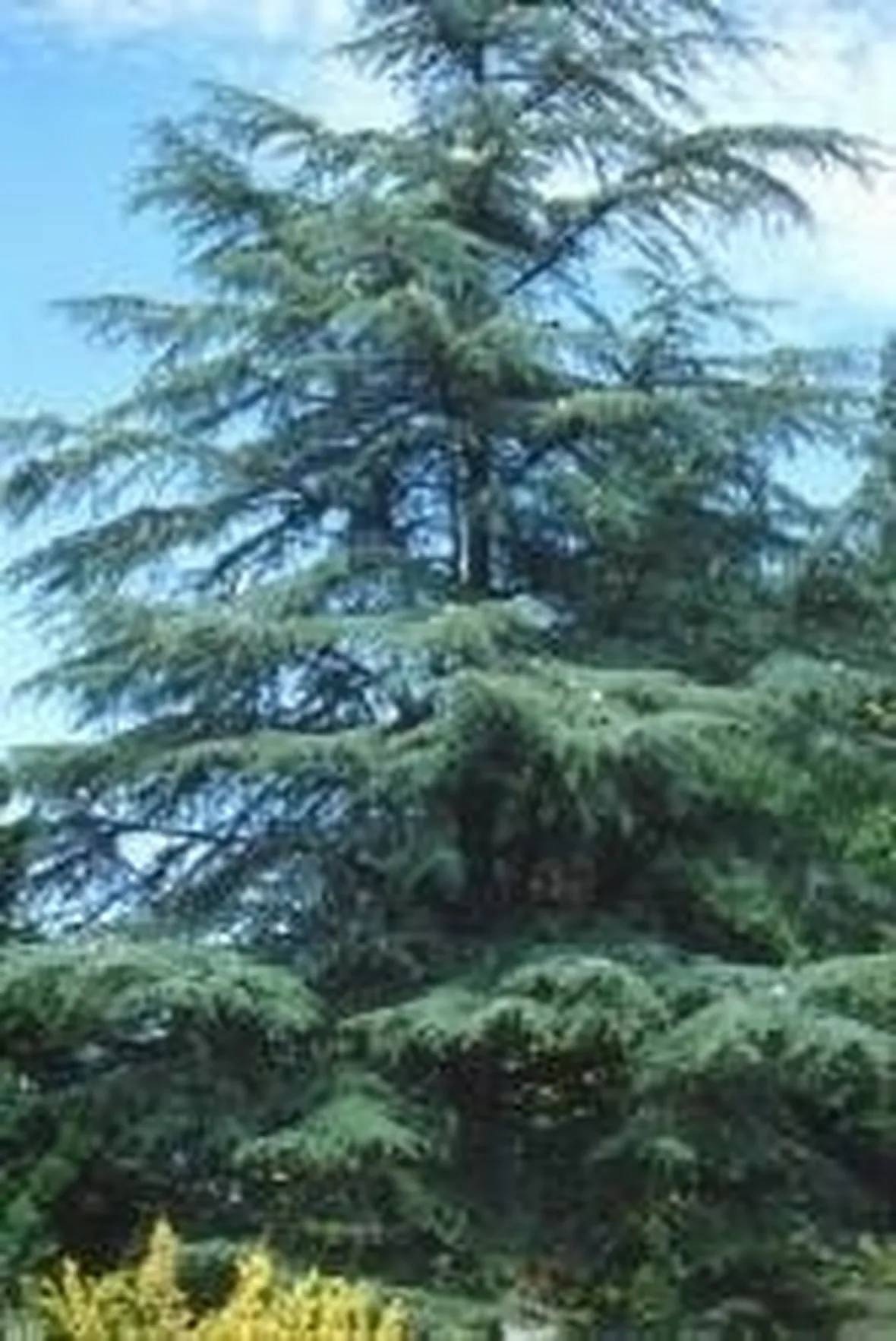 cedro libano