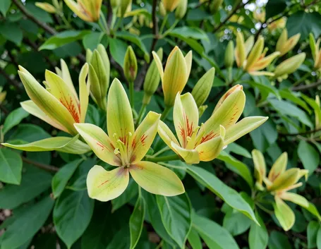 fiori di liriodendron