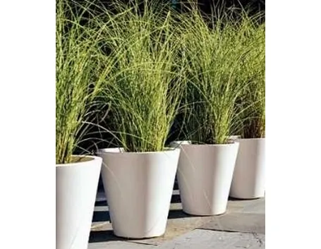 Piante in vaso