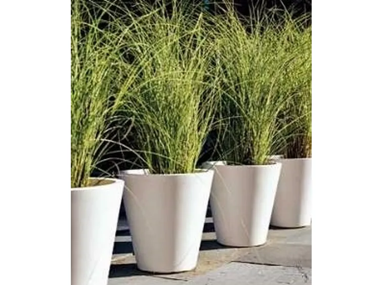 Piante in vaso